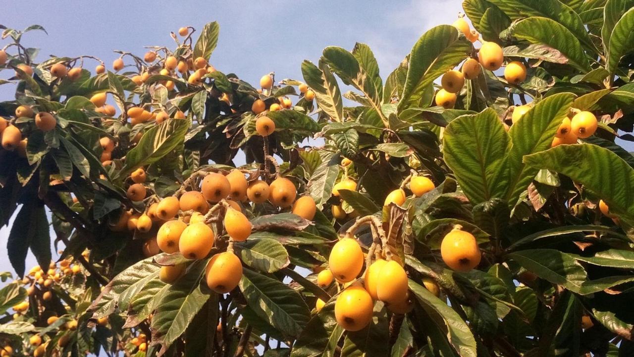 Zagara Di Sicilia Villa Marsala Eksteriør billede